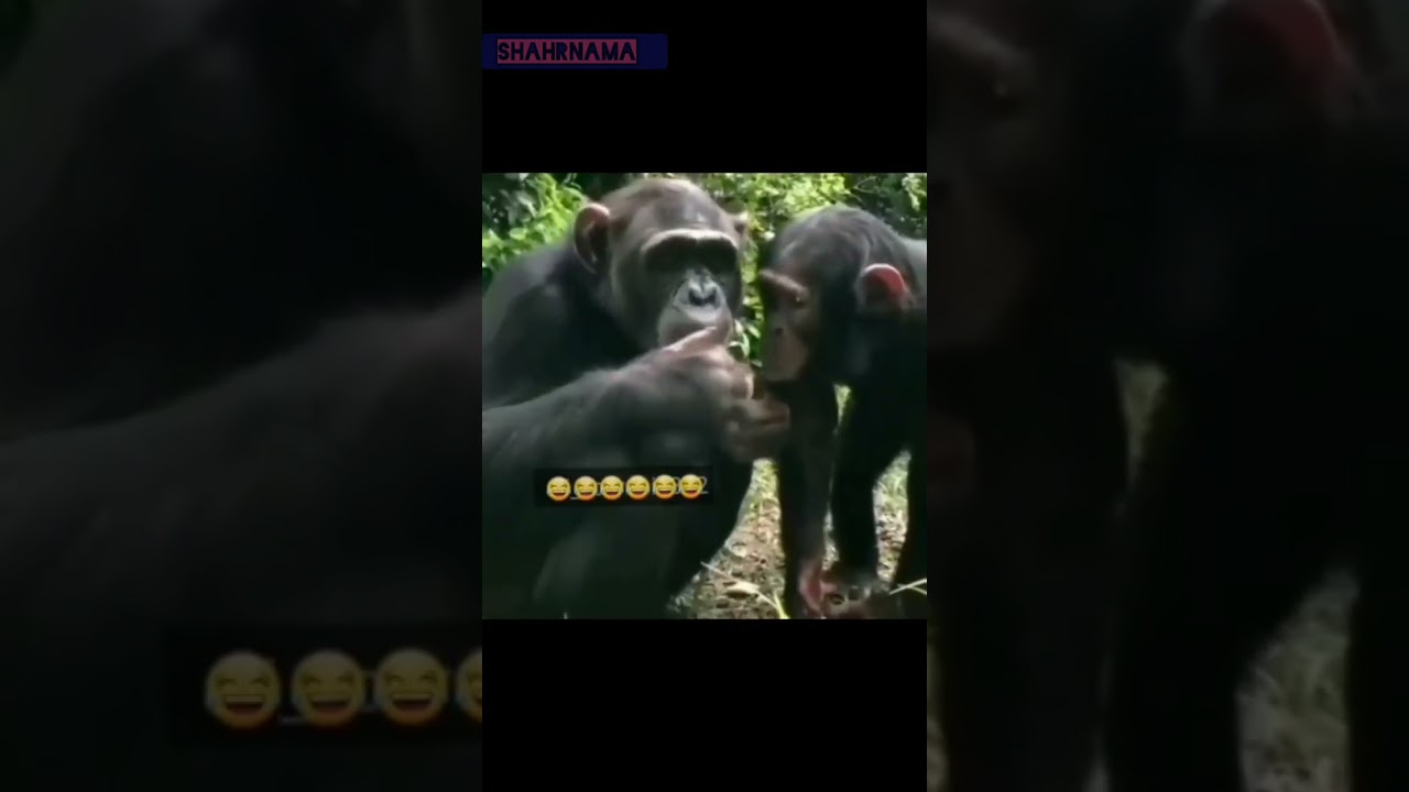 مجموعه کامل دوبله مرودشتی جالب ترین مجموعه طنز ایرانی