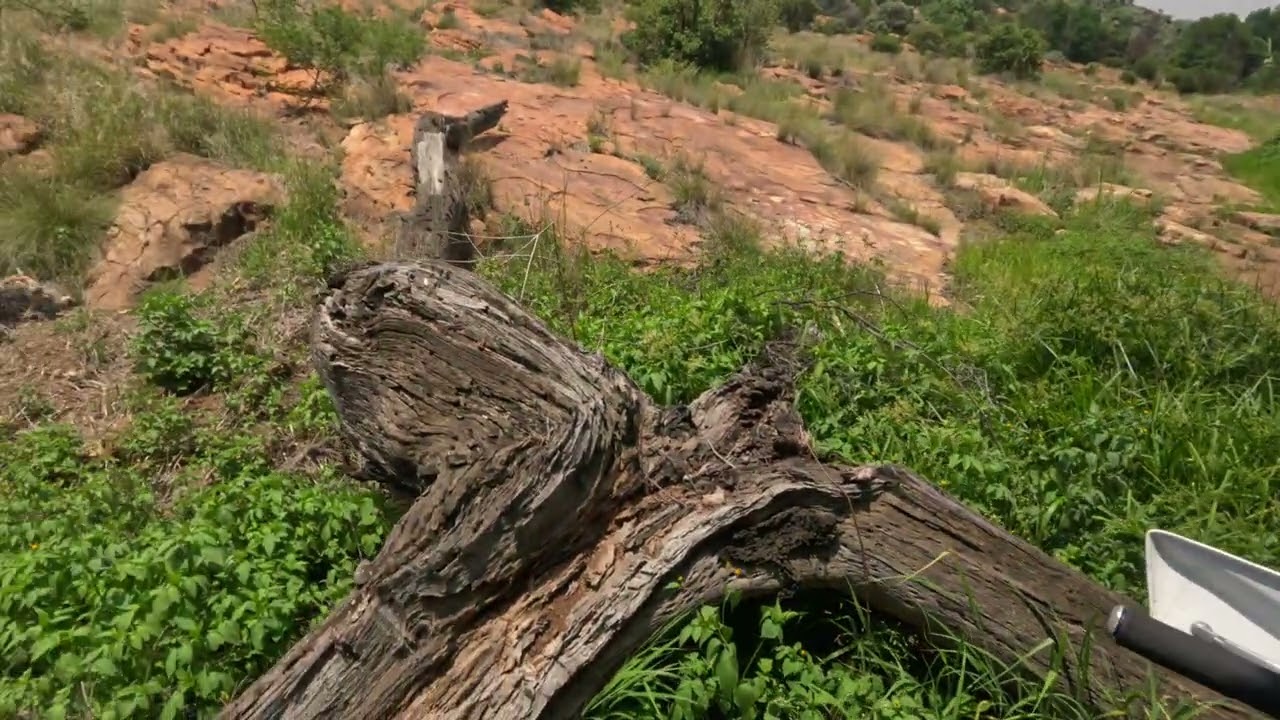 Forest section back to the dam