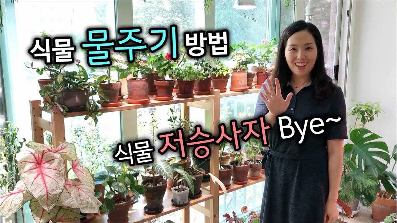 물 주기 방법 확실하게! 체계적 꼼꼼 핵심만~