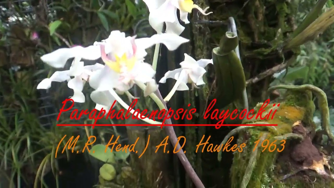 Paraphalaenopsis laycockii dikenal sebagai anggrek ekor tikus