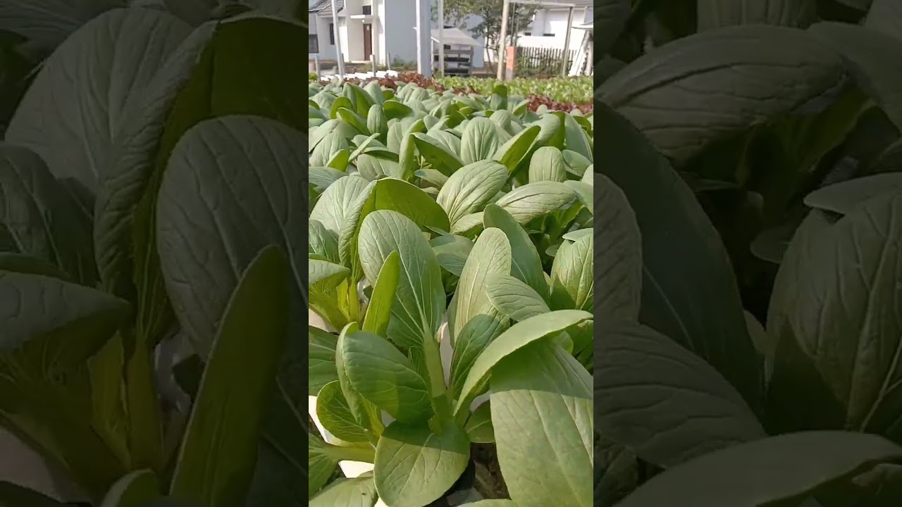 pokcoy hidroponik UDAYANA Farm #farming #tangeranghits #farm #hidroponic #kebunhidroponik