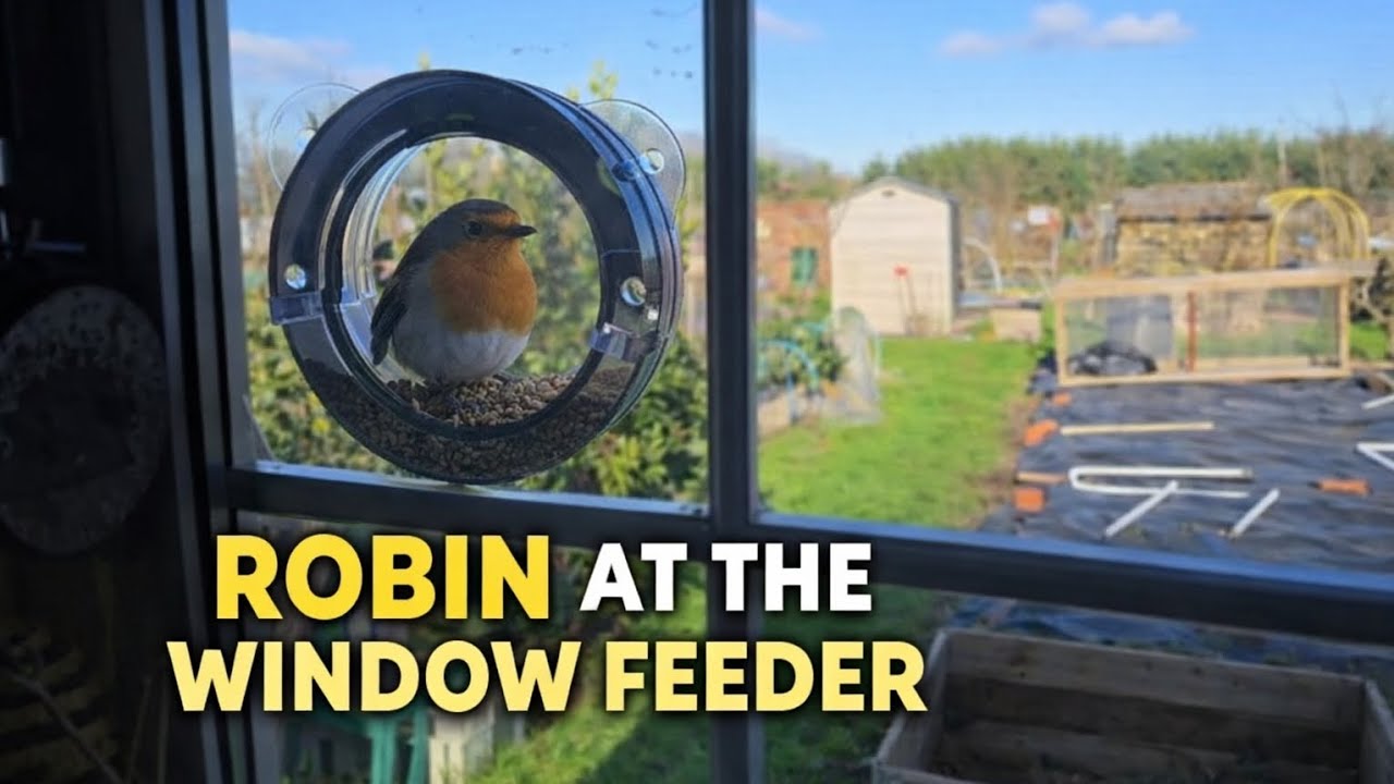 Allotment Update: Birds at the Window Feeder,  Ceiling Finished and garden makeover started! 