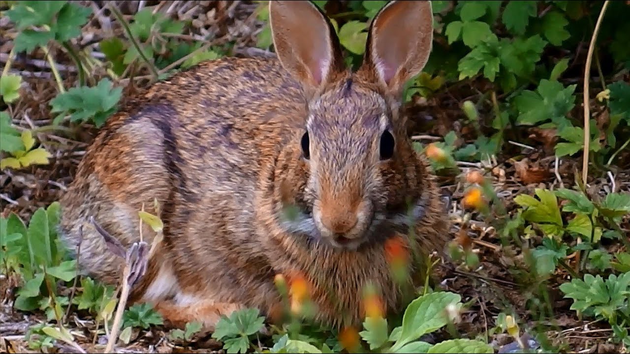 Fennel and Endive | Young wild bunny cousins & best buds eat apple (separately & shakily)
