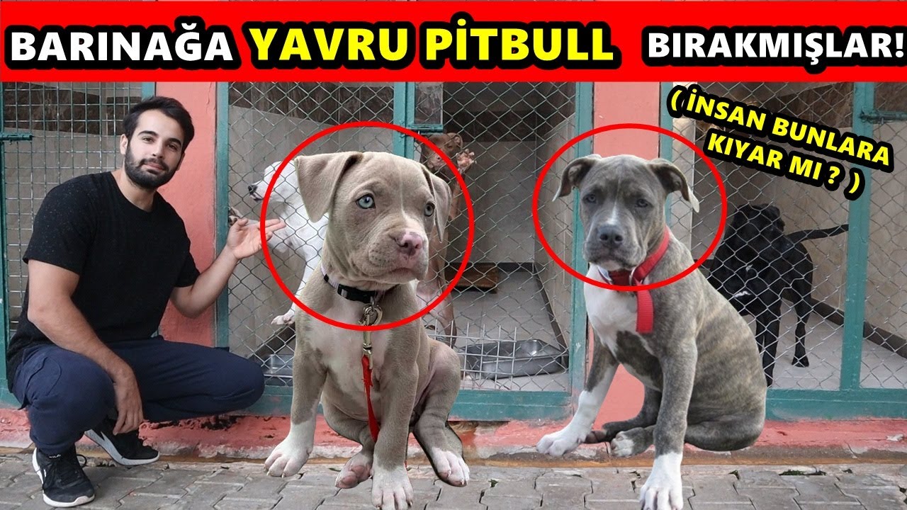 YAVRU PİTBULL'U BARINAĞA BIRAKMIŞLAR - REİSİ ZİYARET!