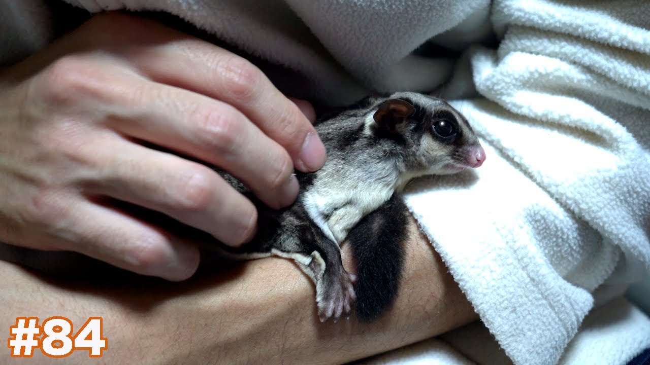 夜も甘えん坊な可愛いフクロモモンガ