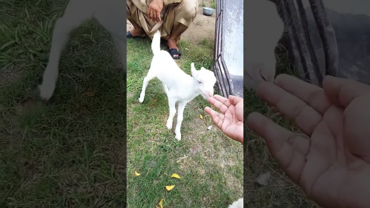 #goat #tedda #bakra #bakraeidspecial #bakri #animals #bakri #bakramandi