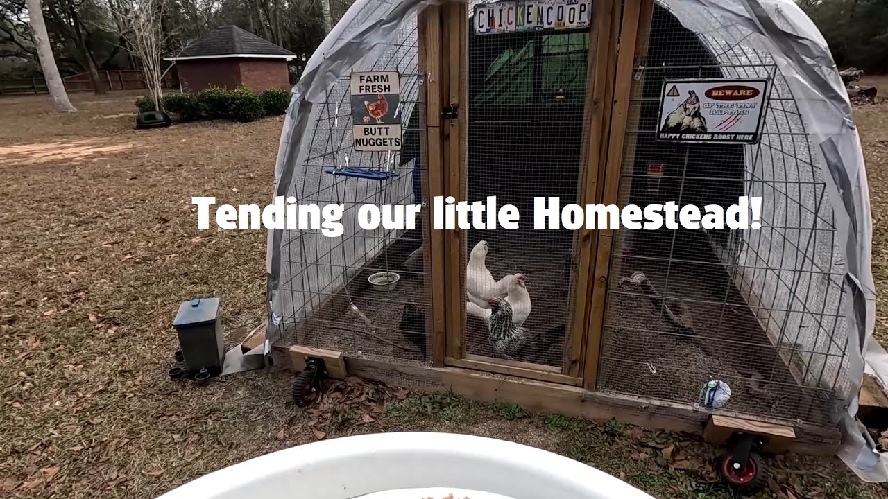 Tending our Chickens & Garden!