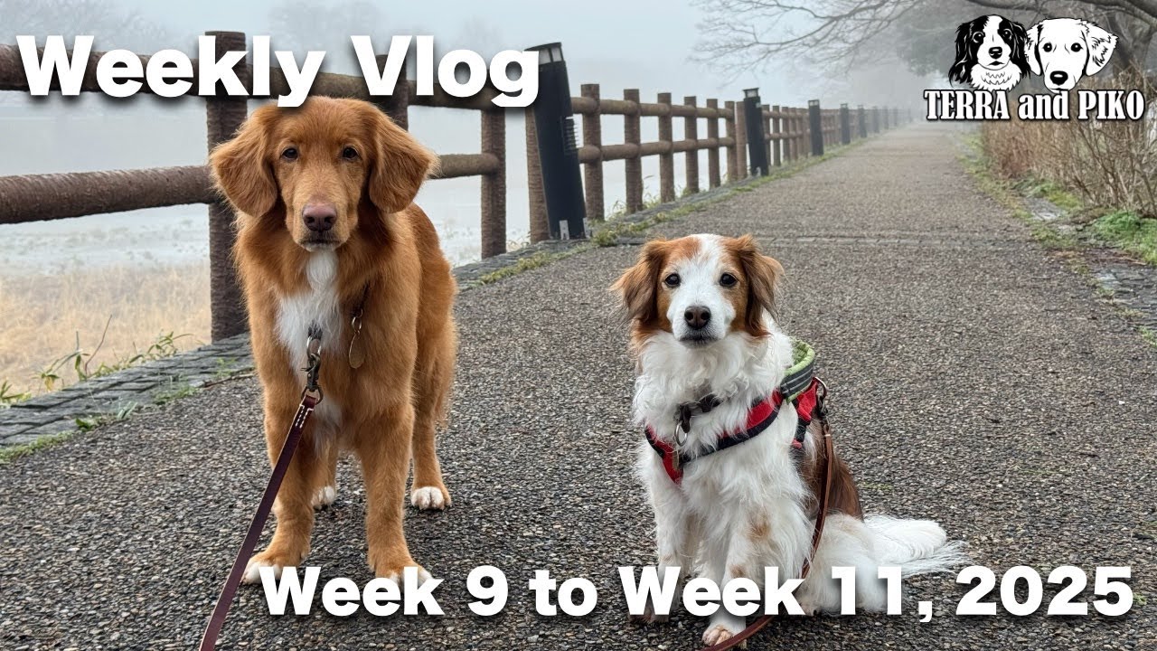 炊飯器やリードを買ったり、湖畔やキャッスルロードを散歩したりでした [週刊VLOG] [Week 9 to Week 11, 2025] コーイケルホンディエ ノヴァスコシアダックトーリングレトリバー