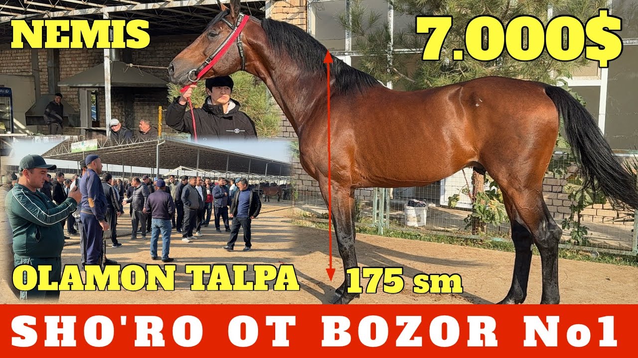 SHO'RO OT BOZOR NEMIS 7.000$ QORABAYIR 10.000$ TALPANI YOMONI BAXTIYOR AKA DAXSHAT