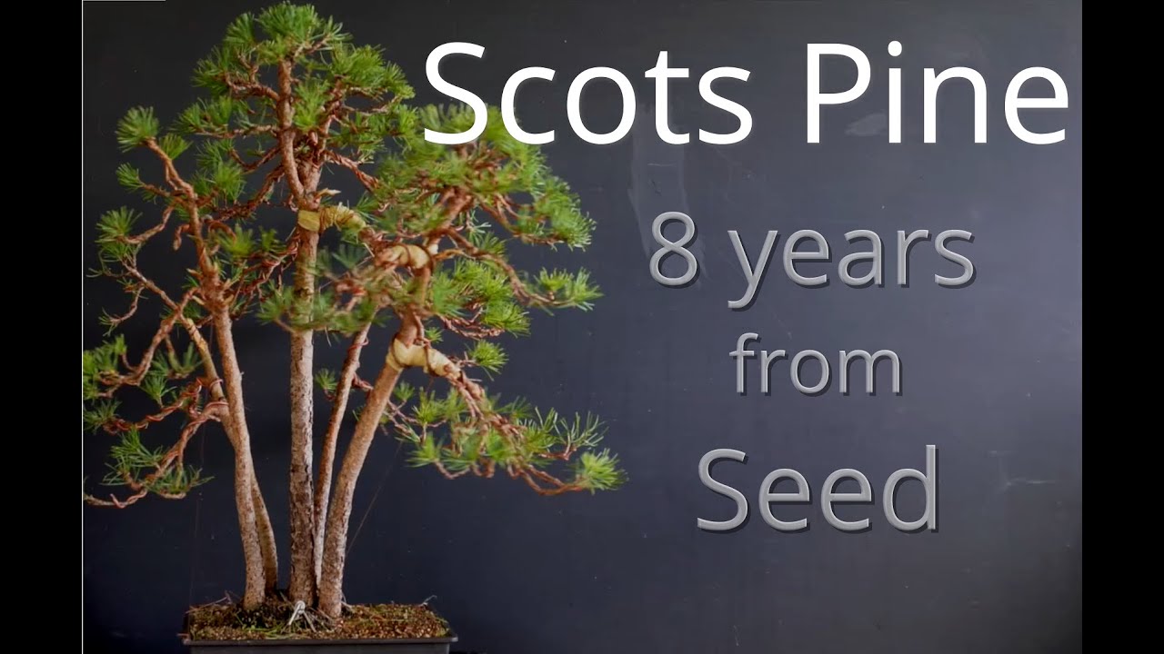 Pine bonsai forest from seeds
