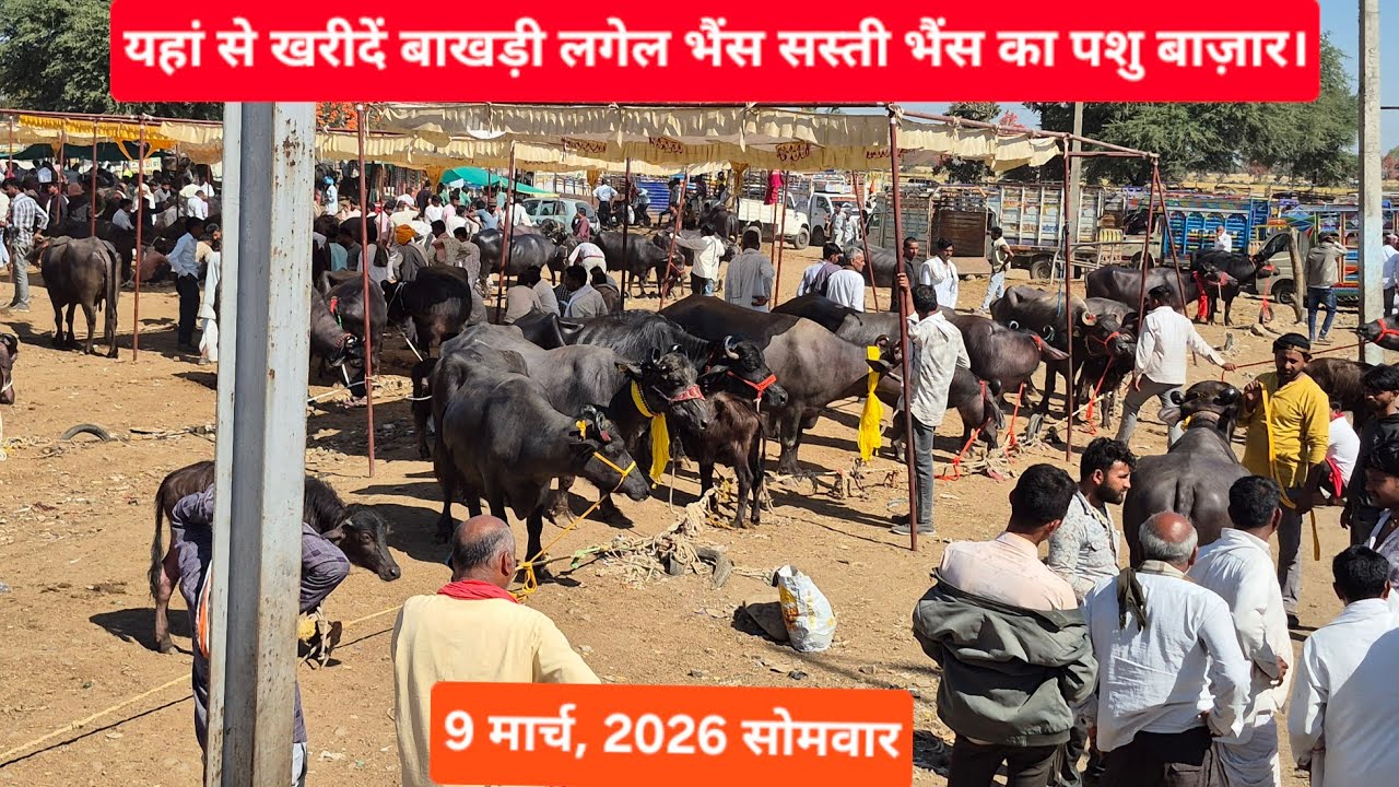 9 मार्च, 2026 घोंसला पशु मंडी जिला उज्जैन #मध्यप्रदेश बाखड़ी लगेल #मुर्रा भैंसों के रेट #viralvideo 