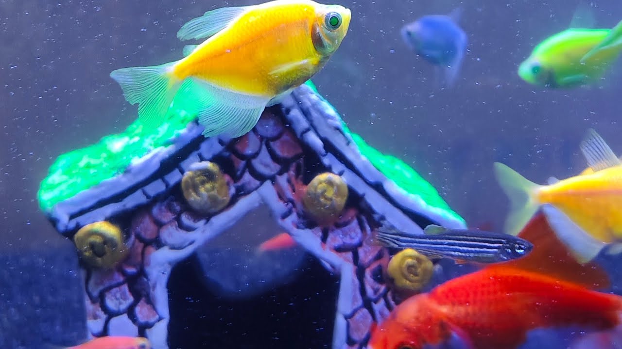 Fish tank setup (New)