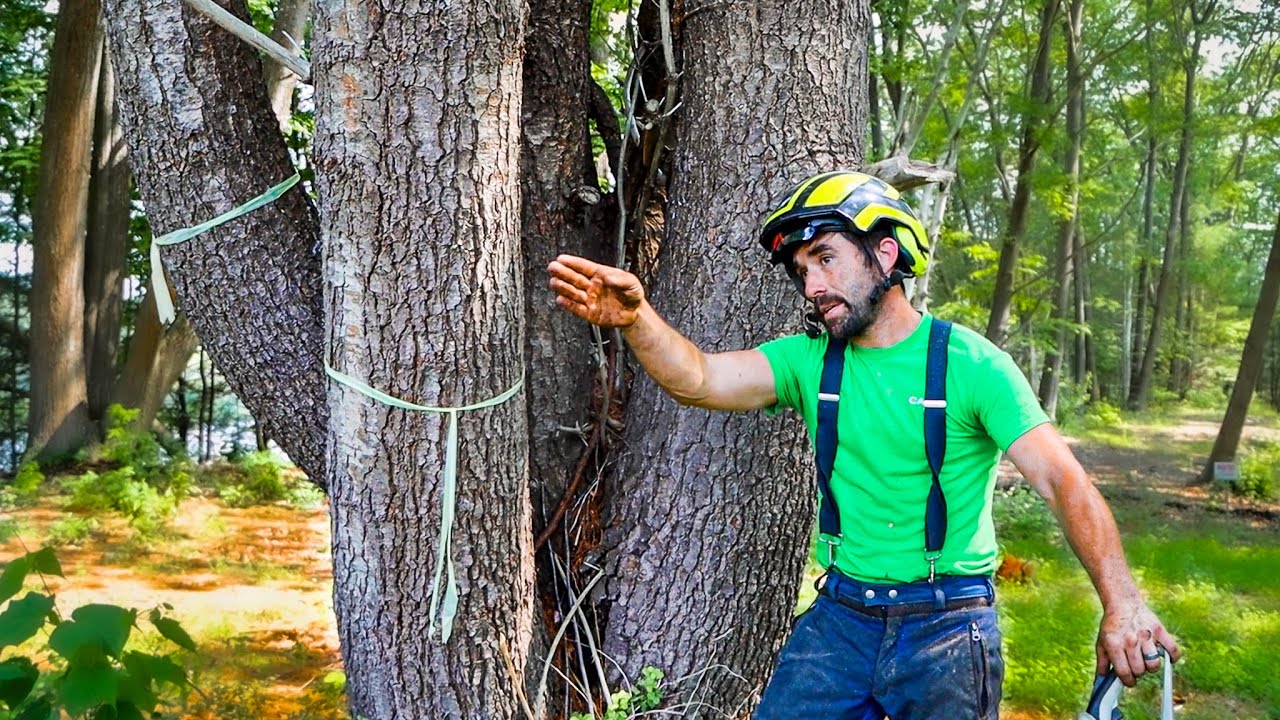 How to CUT MULTI-STEM TREES