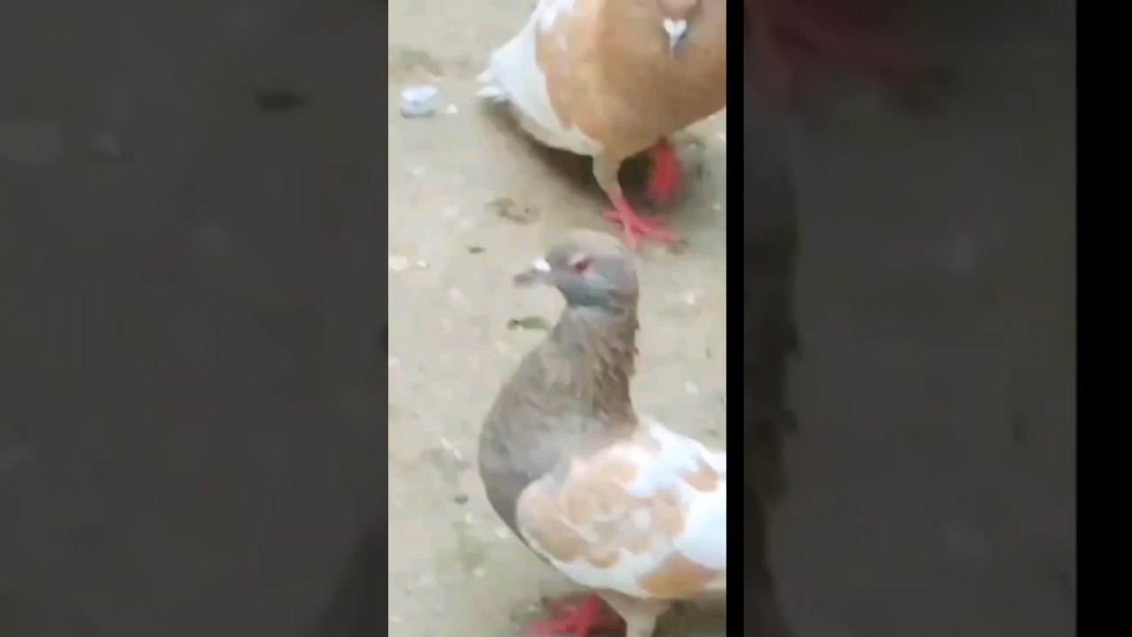 kabutar ki video gole kabootartar ki video #kabootar #viral #youtubeshorts #shortsfeed #shorts