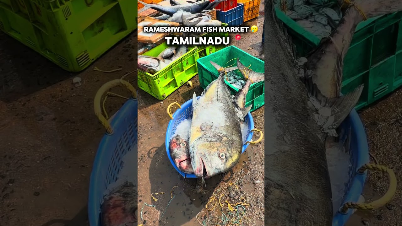 Sought fish market ✏️😨😨😨 #DelhiToKanyakumari #RoadTripIndia