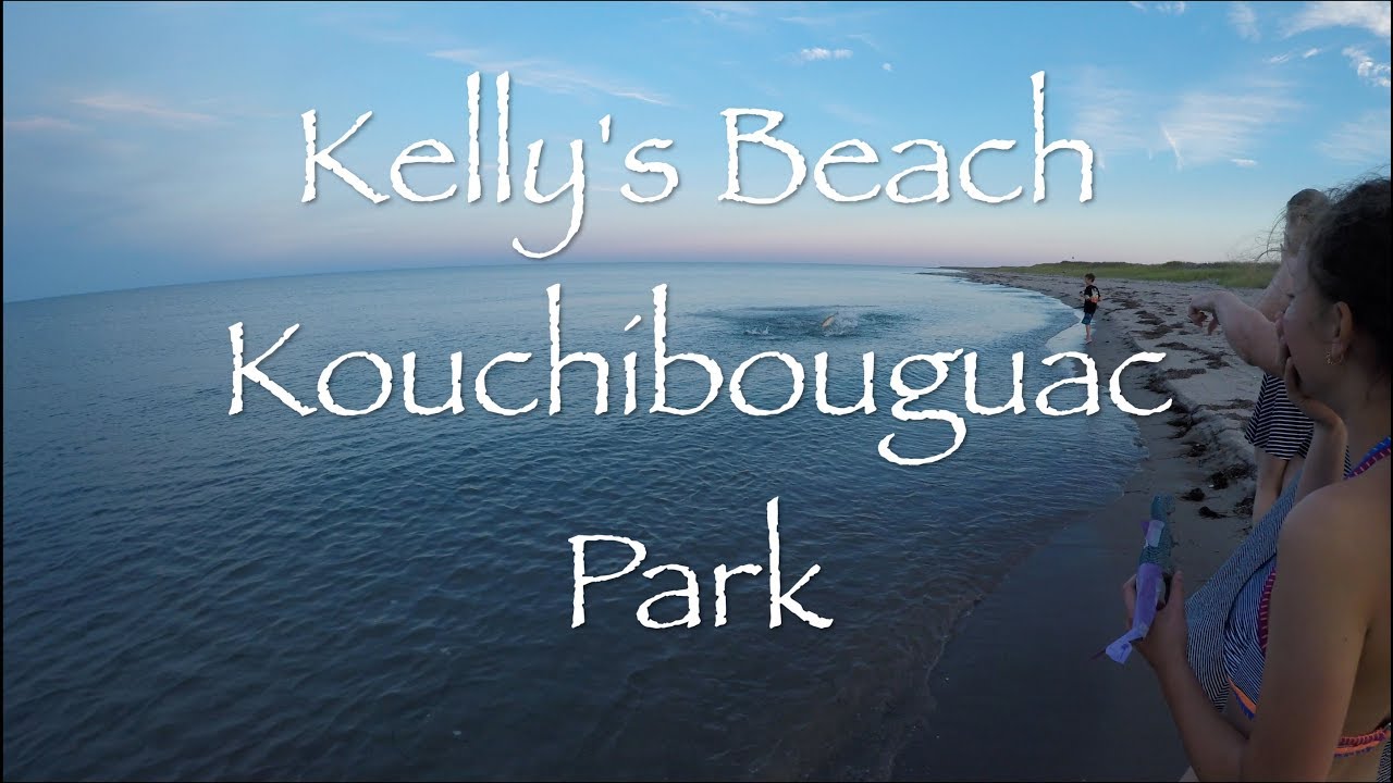 Bass and Seals at Kellys Beach
