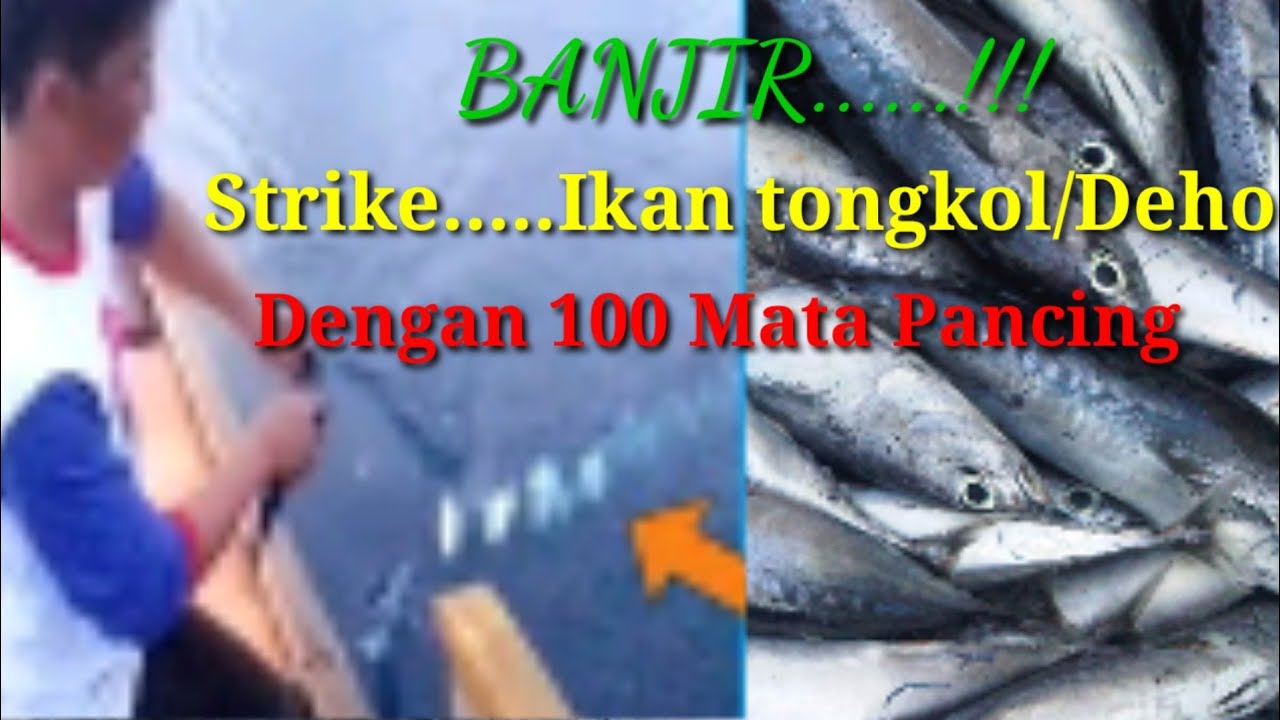 Mancing ikan Deho / Tongkol