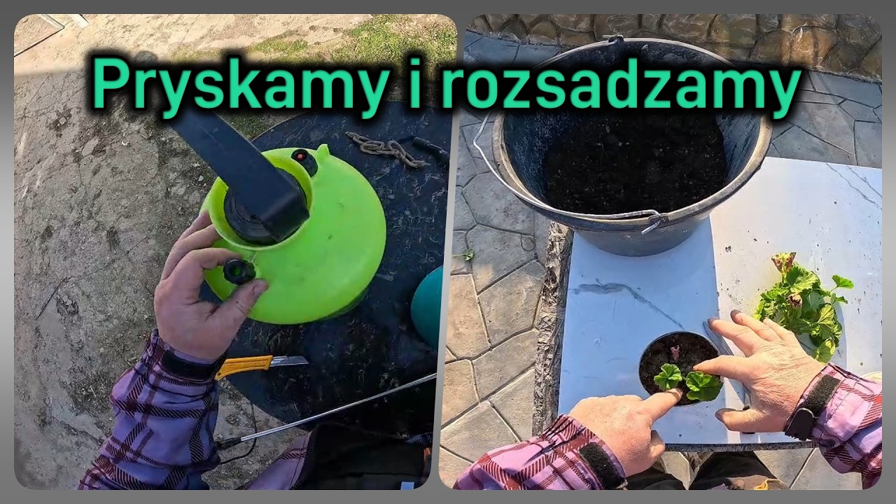 Pryskamy i rozsadzamy - U Polaka na Krymie dzień kolejny