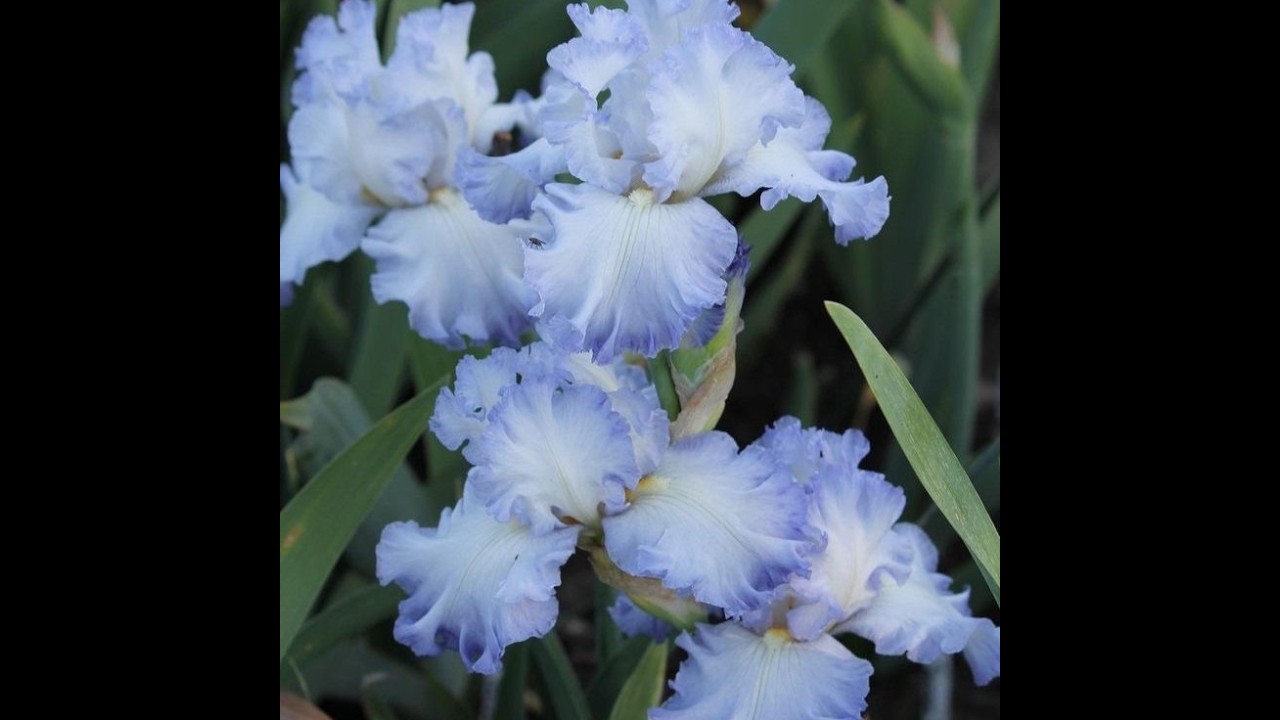 iris