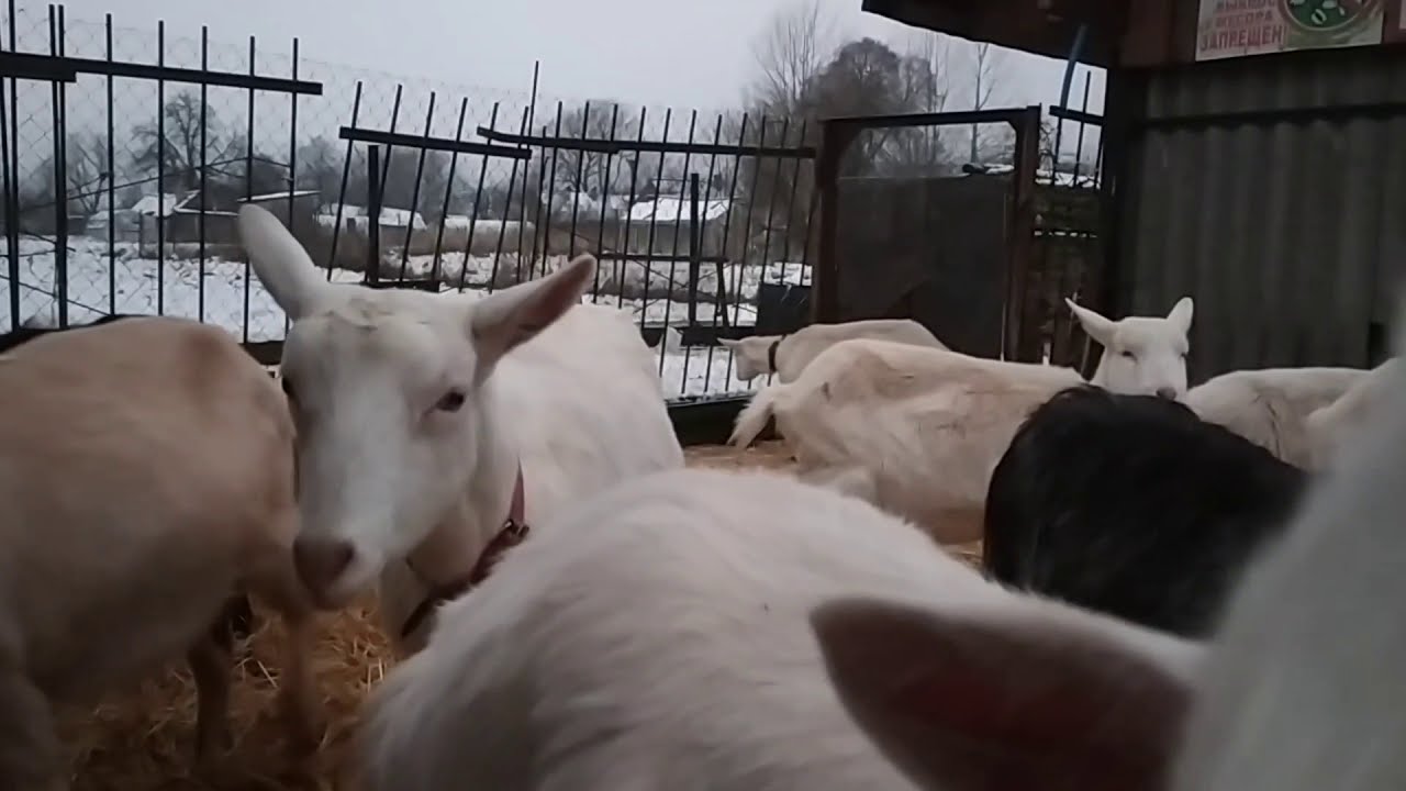 Козы/профилактика кашля