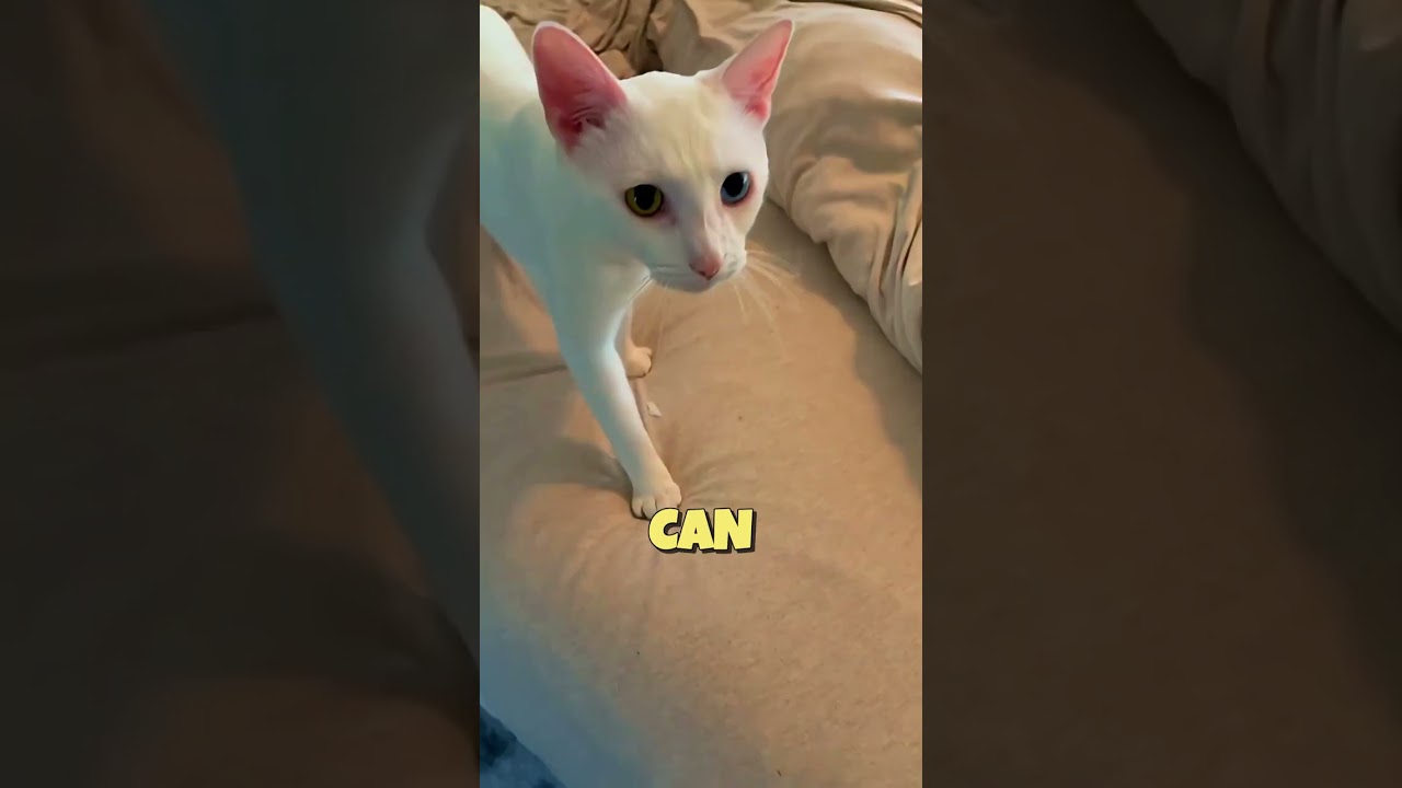 Этот кот, говорящий «Мама», очарователен 😺😍