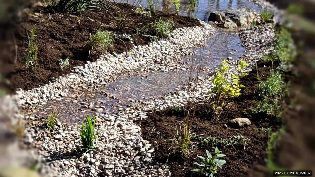 Native Plants Suitable for Rain Gardens in Central Texas