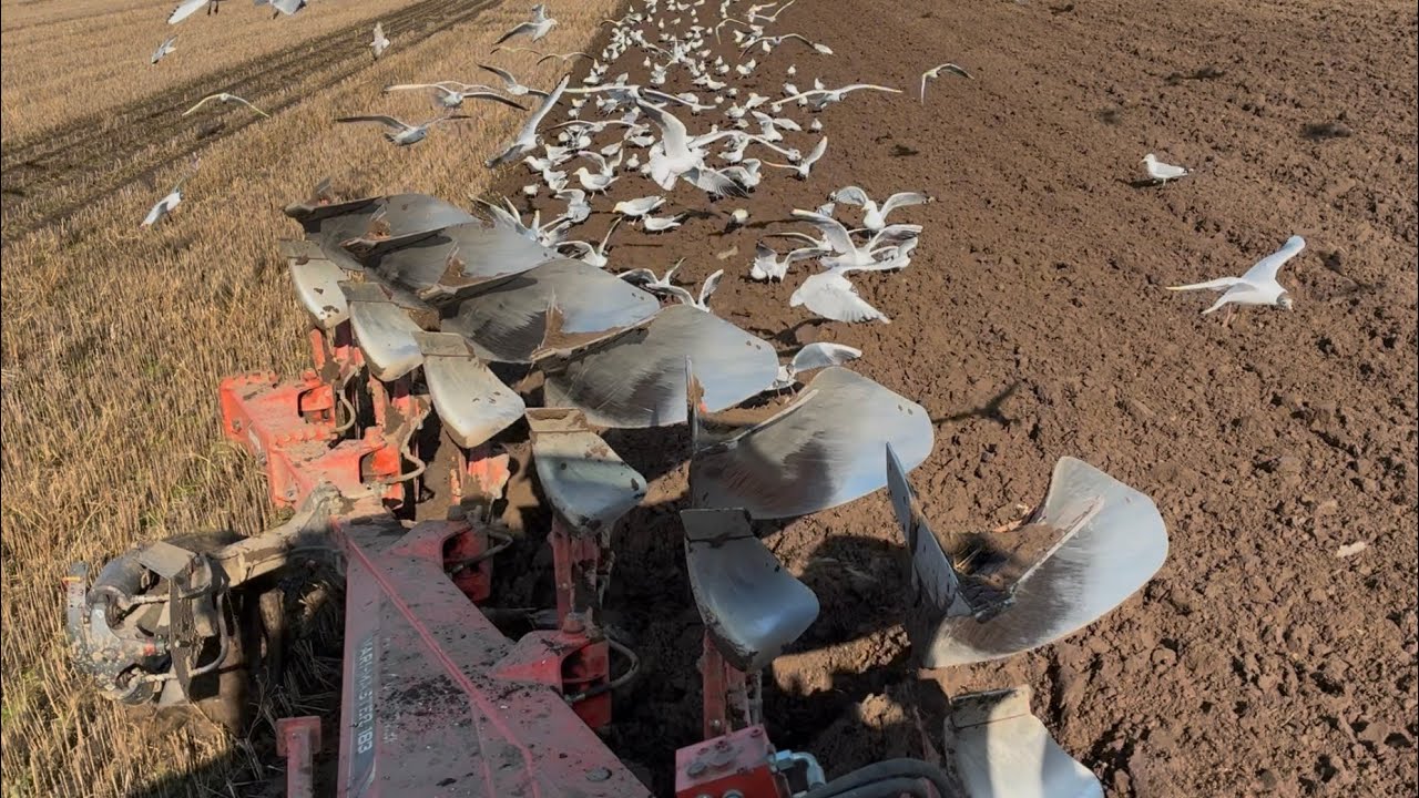 Mein erstes Video auf Deutsch 🇩🇪 Dänische Landwirtschaft 🇩🇰