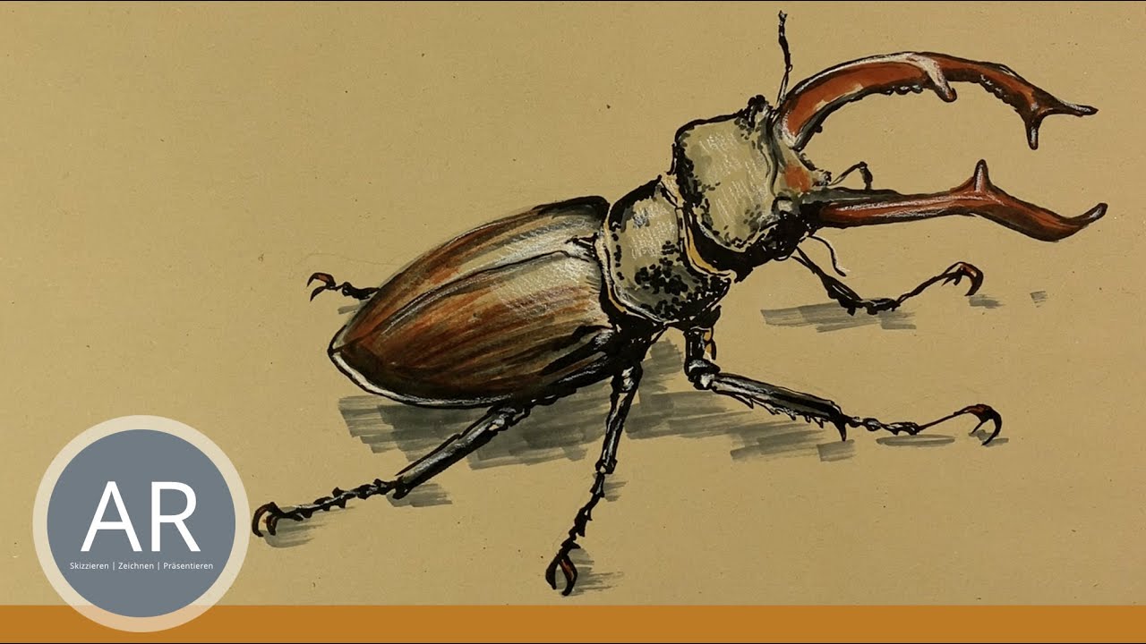 Insekten zeichnen, Käfer-Skizze, Käfer-Illustration, Tierstudien, Zeichnen, Kunst Lehramt Mappenkurs