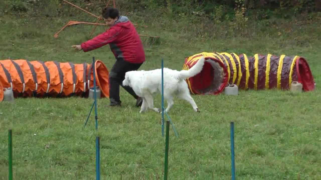 čuvač 