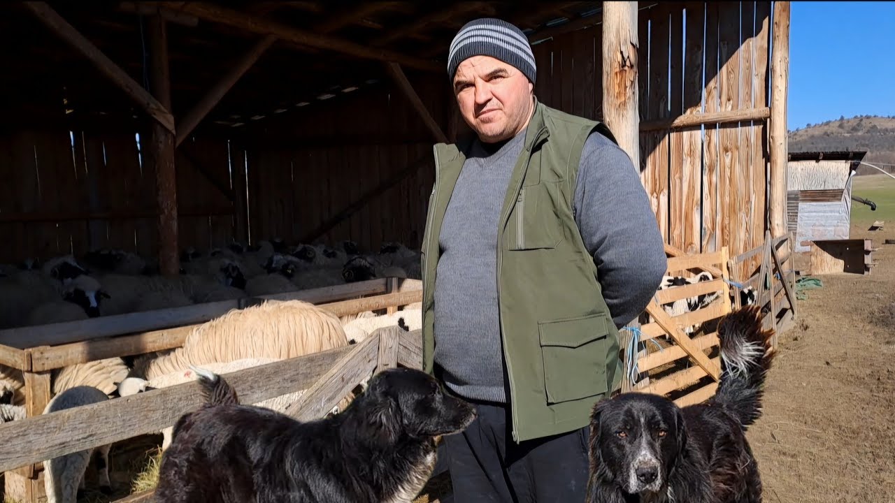 Frumoasa fermă de oi breze ,vaci bălțate și cai semigrei a lui Beni din Căprioara