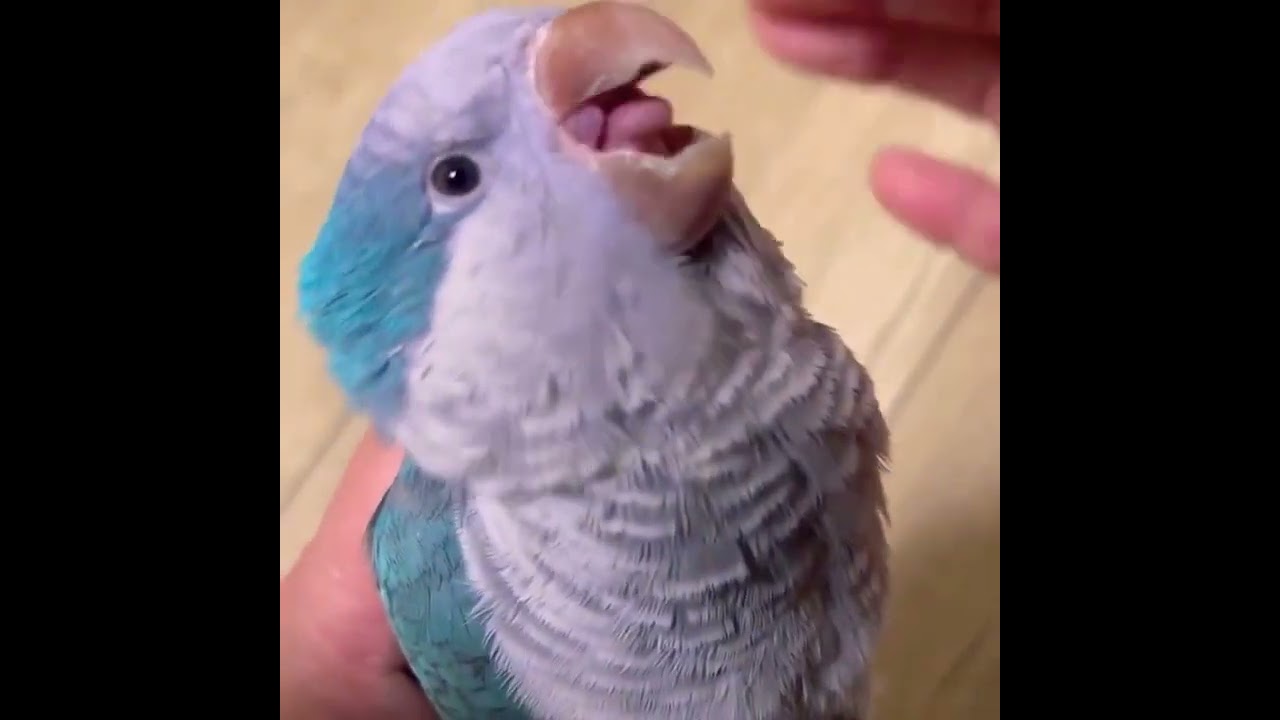 #igbirds #birdsofinsta #birds_private #birds_perfection #planetbi.#viral .#viralshorts .