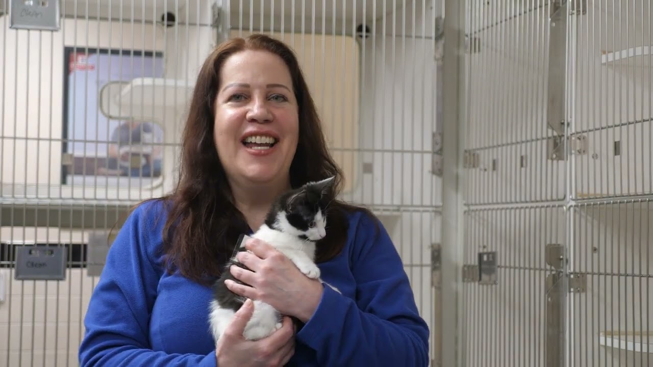 The Pawsitive Project - Promotion Video