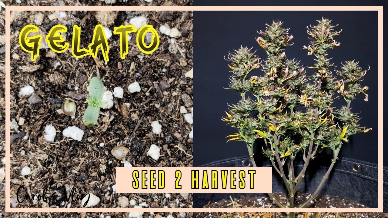 Gelato Auto - Seed to Harvest