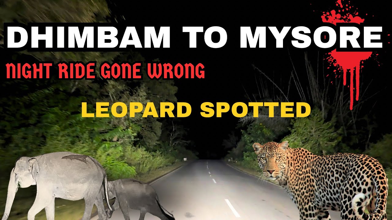 Dhimbam to Mysore Night Ride Gone Wrong,🐆Leopard spotted