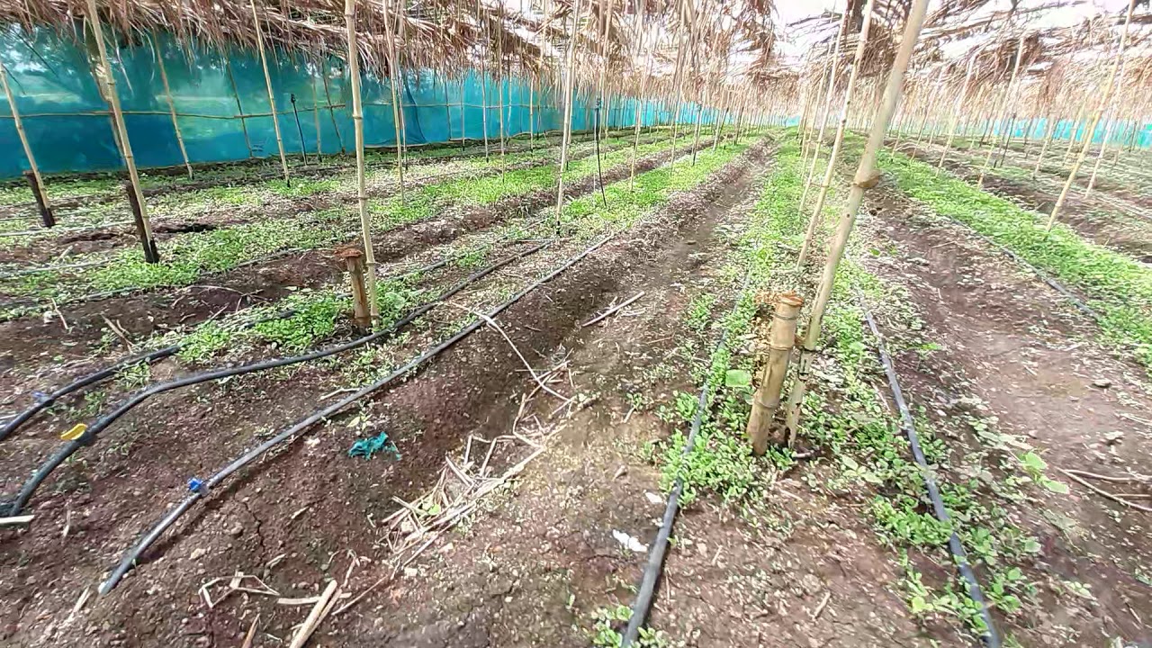 AGRO RANGERS Multilayer Organic Farm Video