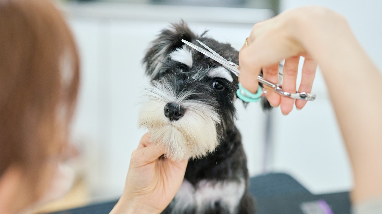 ミニチュアシュナウザーの子犬、初めてのトリミングで大変身！