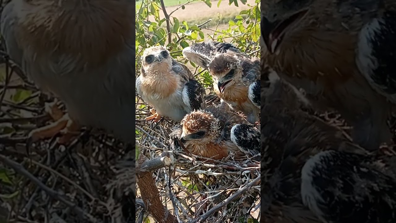 Sibling Rivalry #KiteBabies #WildlifeDrama #shorts