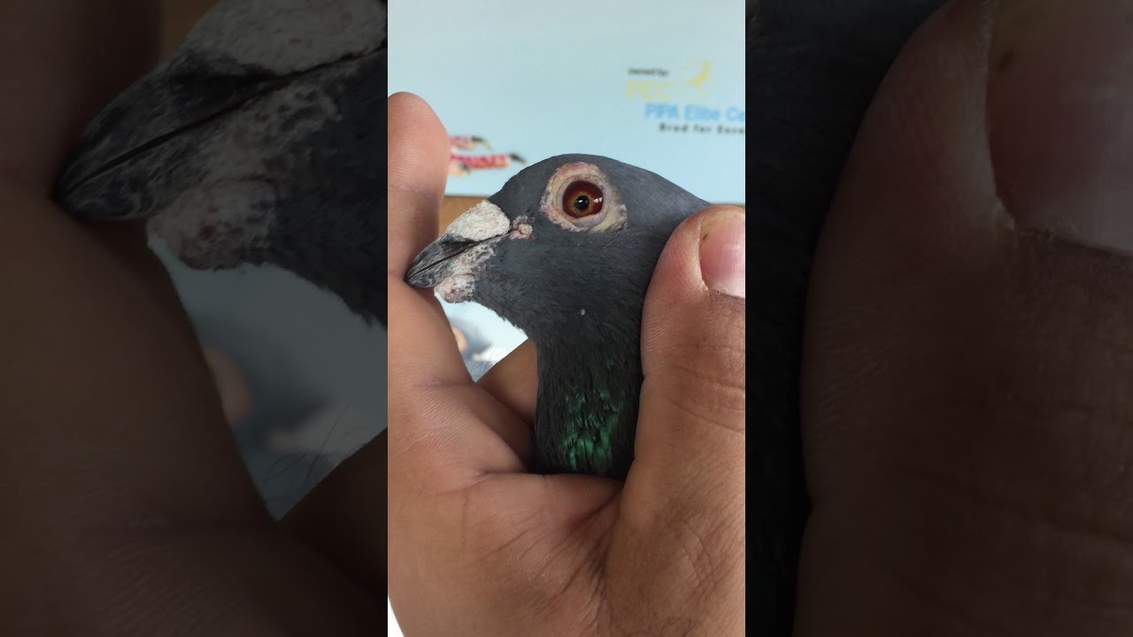 Pipa élite center@ combinatie jo vidéo 3