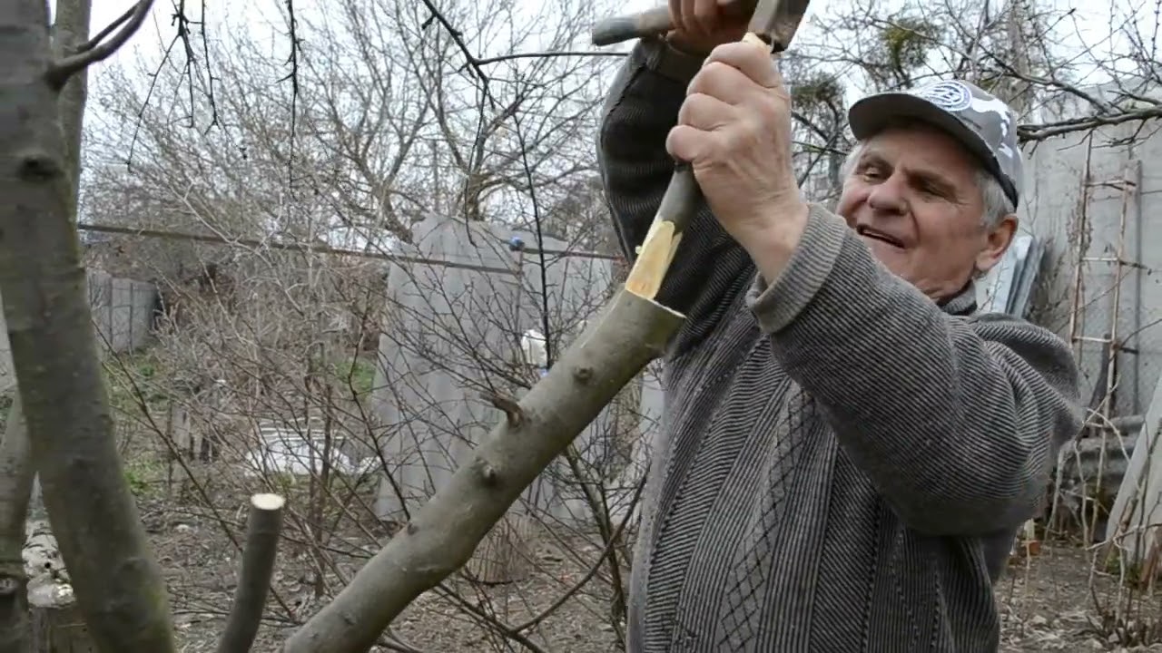 Как прививать деревья фруктовые. Самая простая прививка/перепрививка