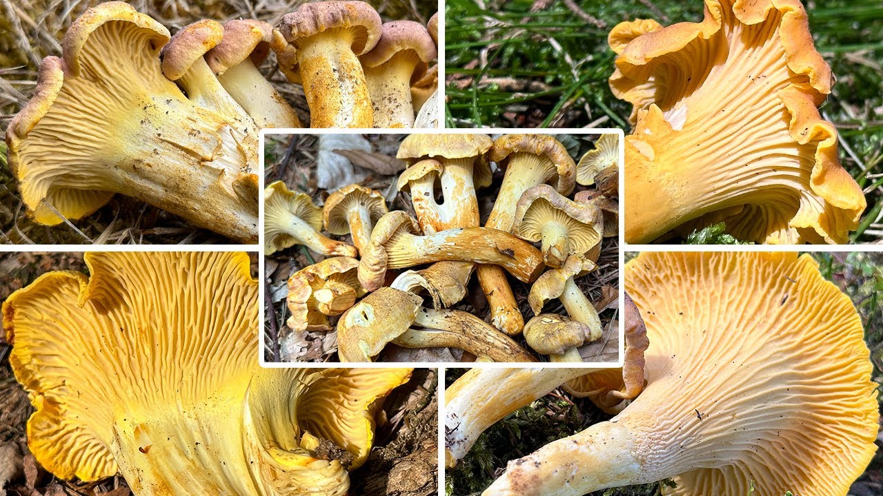 Pfifferlinge sammeln | Violettschuppiger Pfifferling | Eierschwammerl | Cantharellus amethysteus
