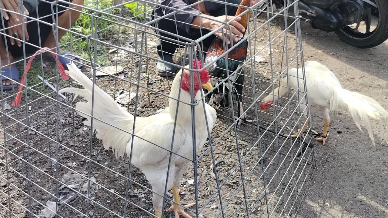 menjelang megengan banyak ayam Bangkok di jual murah di PB PETEKAN Surabaya 