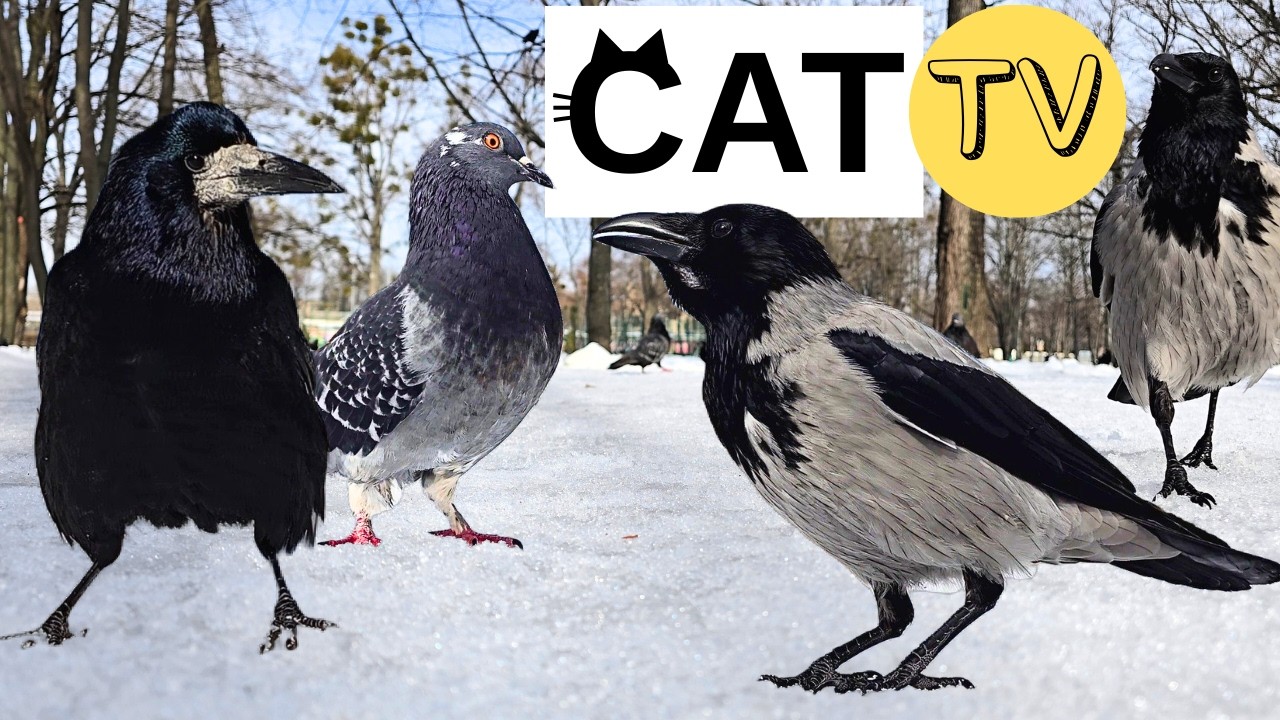 Cat TV 🐦 Birds Feeding in a Sunny Park | Crows, Magpies & Pigeons