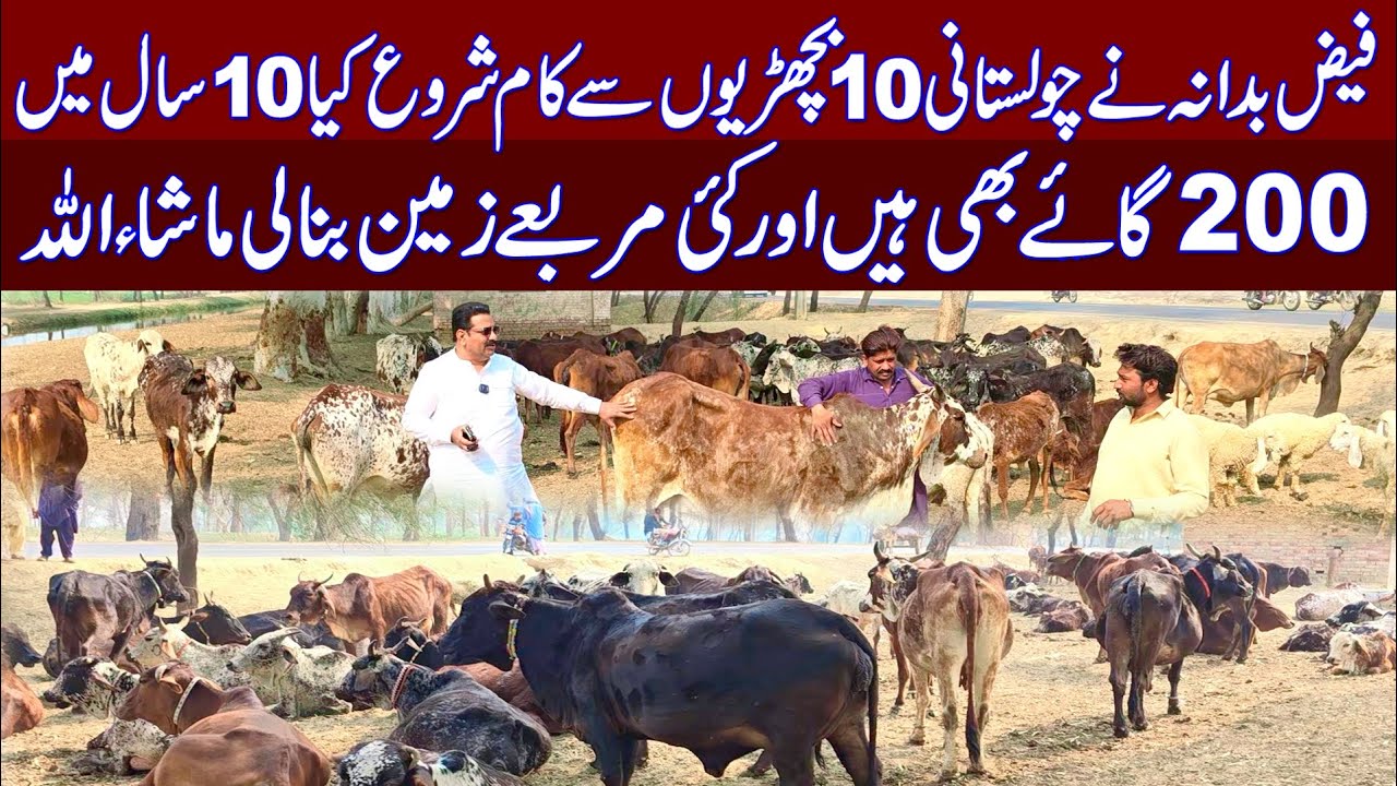 pure cholistani cow | Cow farming | Cholistani cow farming | high milking cholistani cow's | cow's