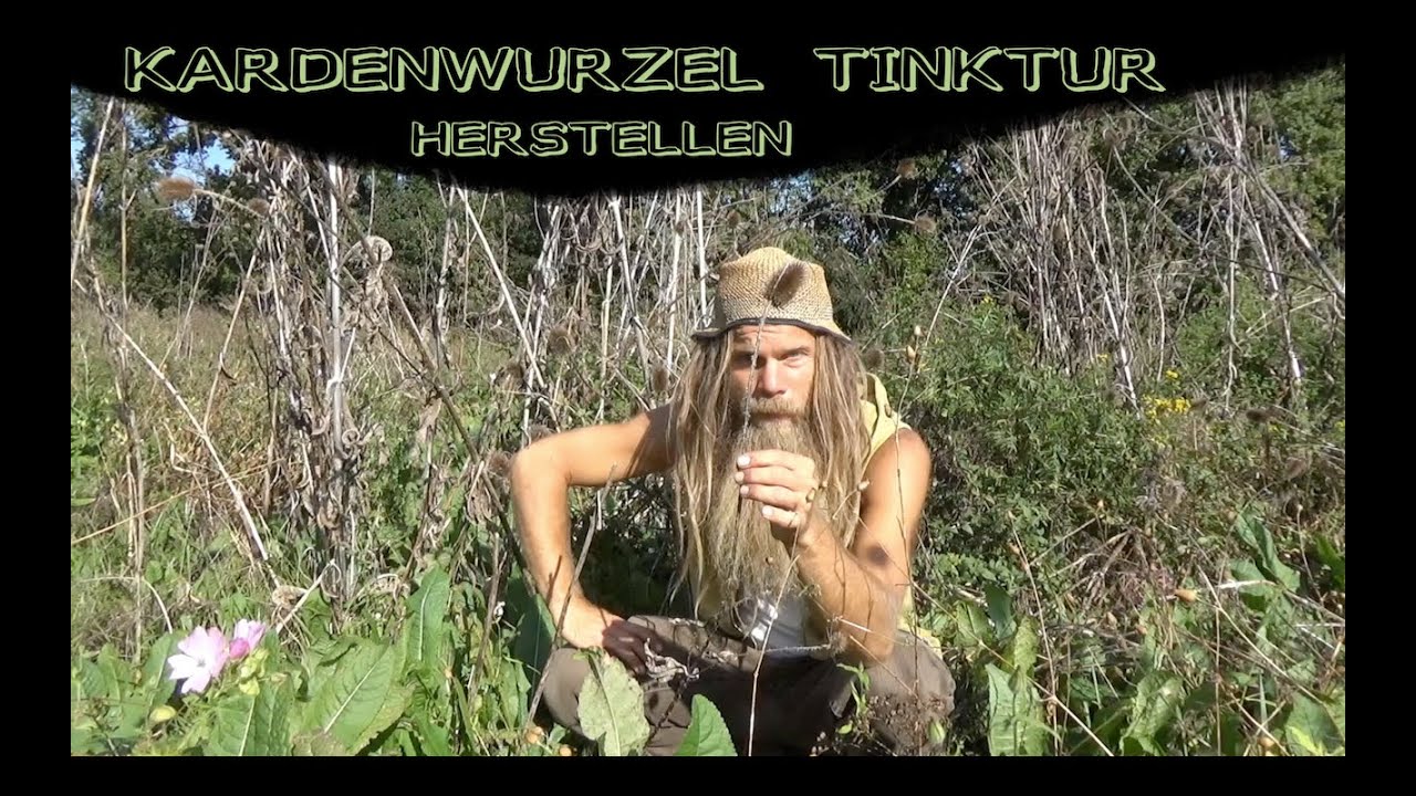 KARDENWURZEL TINKTUR HERSTELLEN