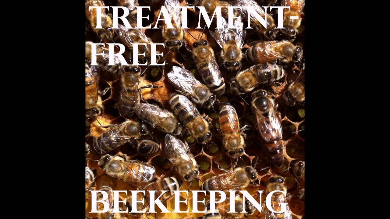 The Topbar Guru with Les Crowder -  Episode 59 - Treatment-Free Beekeeping Podcast
