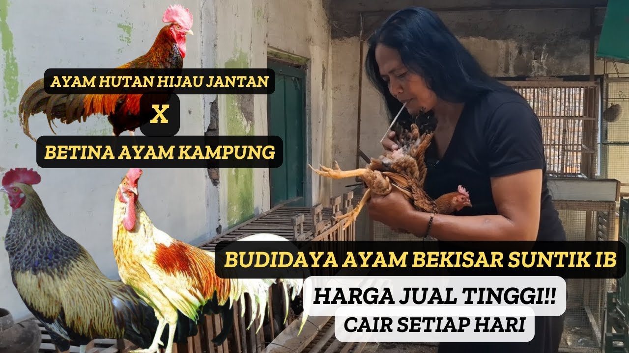 BANGKIT!!! LUNASI HUTANG DENGAN BUDIDAYA AYAM BEKISAR- YUYUN BLAWONG