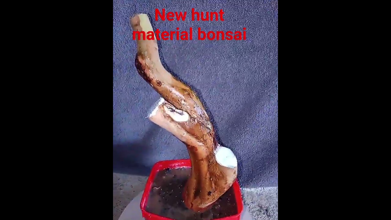 new hunt material bonsai guava