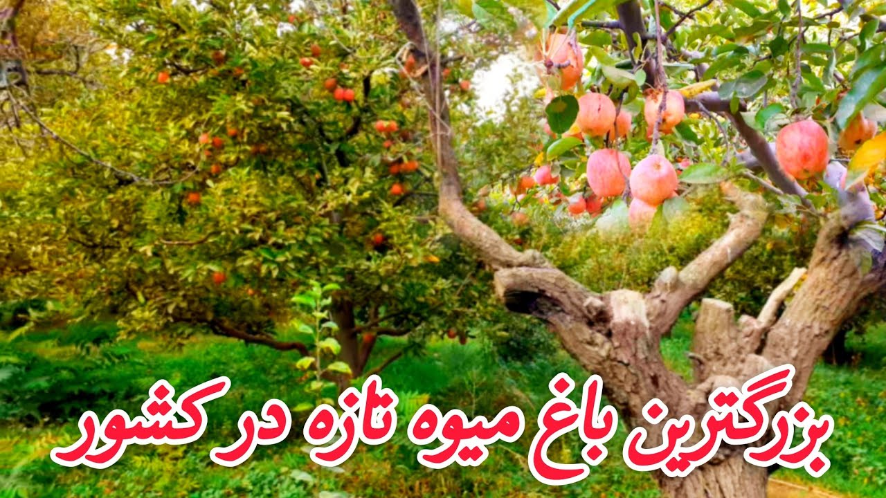 بزرگترین باغ سیب در کابل 