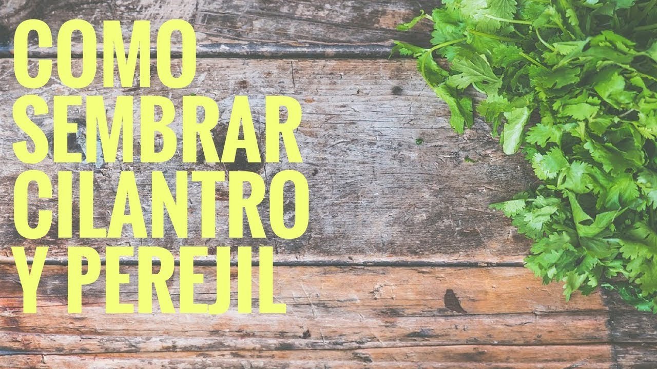 Como Sembrar CILANTRO Y PEREJIL En Maceta 2025/cultivo de cilantro/cultivo de perejil