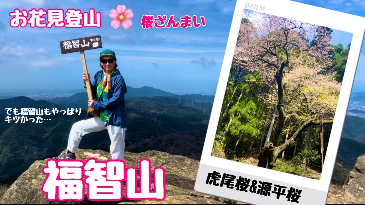 【お花見登山🌸福智山を登る】北九州最高峰の山で桜を見る